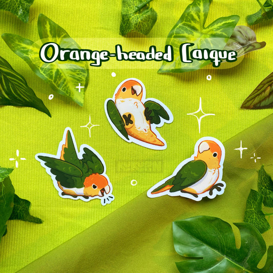 Orange-headed Caique  | Sticker Pack | Species Collection