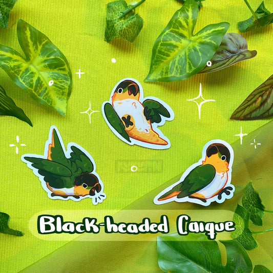 Black-headed Caique | Sticker Pack | Species Collection